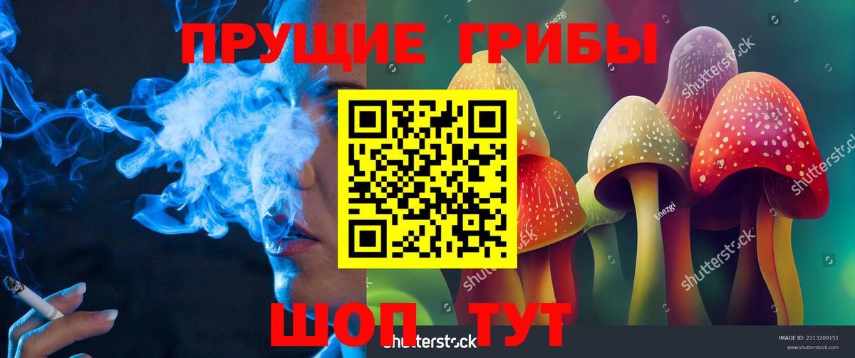 Псилоцибиновые грибы Psilocybine cubensis Барнаул